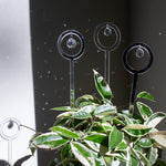 Plant décor suncatchers with disco ball and crystal elements casting rainbow reflections on a wall, nestled among vibrant houseplant leaves, making it a perfect plant lover gift or indoor plant accessory.
