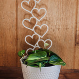 Wooden Indoor Plant Heart Trellis inside a white planter