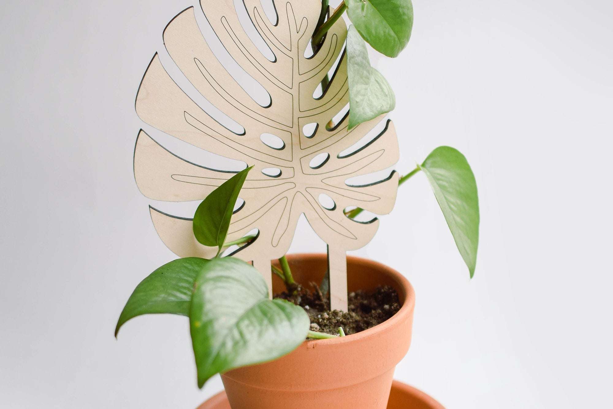 Monstera leaf indoor plant trellis for pots