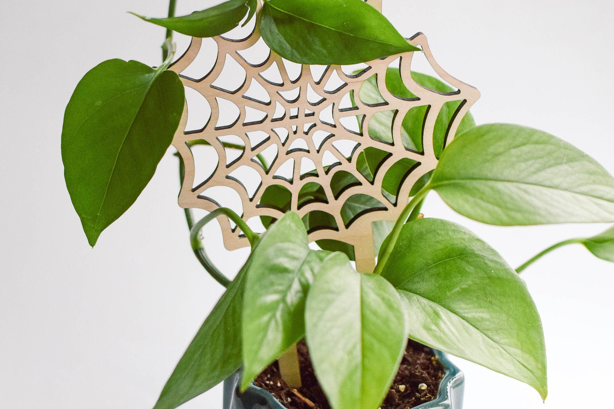 spiderweb indoor trellis for potted plants