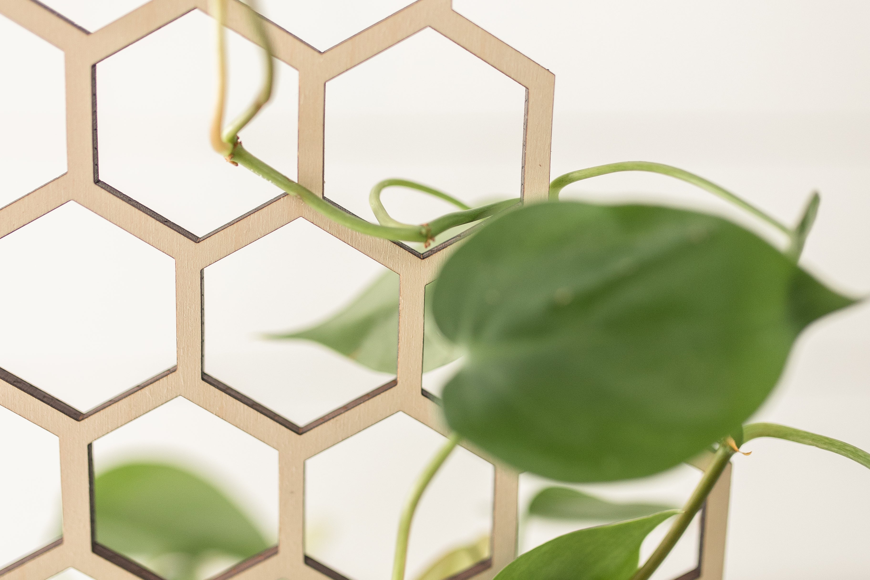 honeycomb trellis for climbing plants