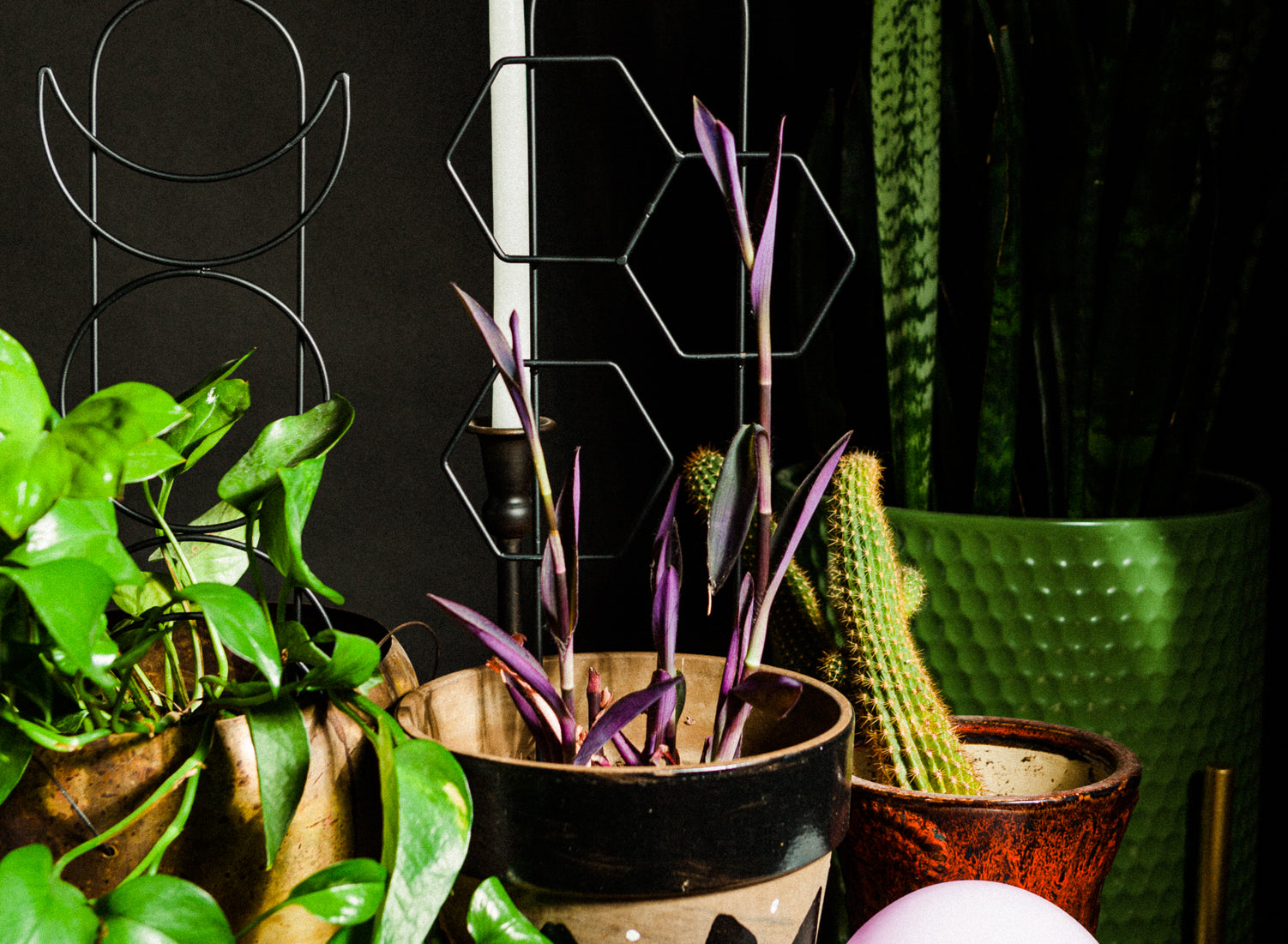 The Benefits of Using a Houseplant Trellis: Why Your Plants Will Love It