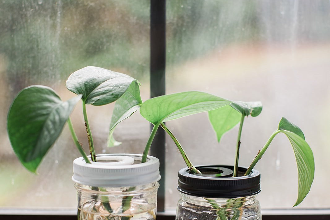 A Beginner's Guide to Plant Propagation: How to Grow Your Own Plants from Cuttings