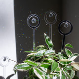 Plant décor suncatchers with disco ball and crystal elements casting rainbow reflections on a wall, nestled among vibrant houseplant leaves, making it a perfect plant lover gift or indoor plant accessory.