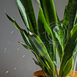 A vibrant indoor snake plant with elongated green leaves stands tall in a soft-toned planter against a neutral background. Sunlight filters through, casting a warm glow on the pot and causing the decorative prism attached to the plant to refract light, creating an enchanting array of rainbow specks. The scene exudes a sense of tranquility and natural beauty