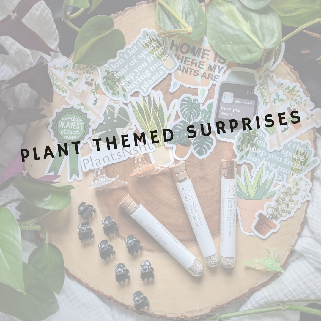 indoor plant accessories mystery box houseplant trellis