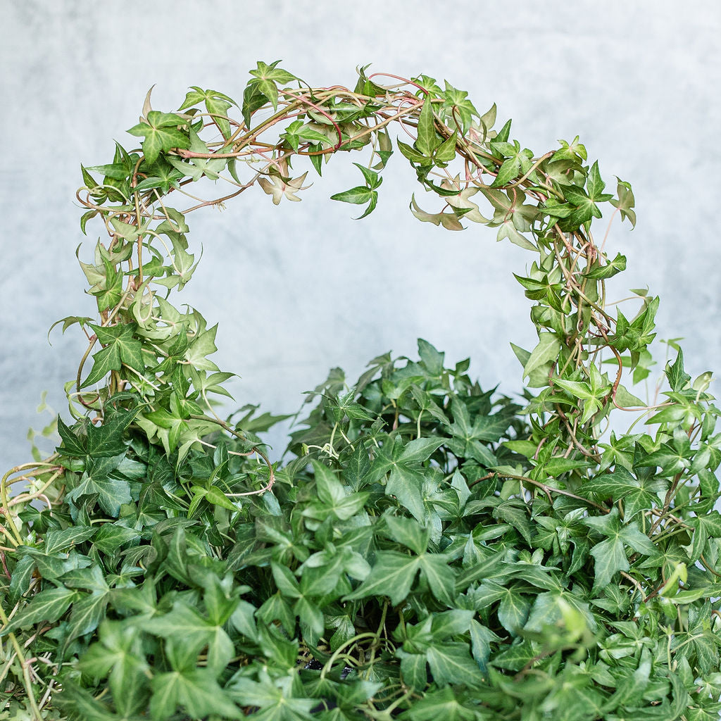 Circle Trellis with Ivy Plant