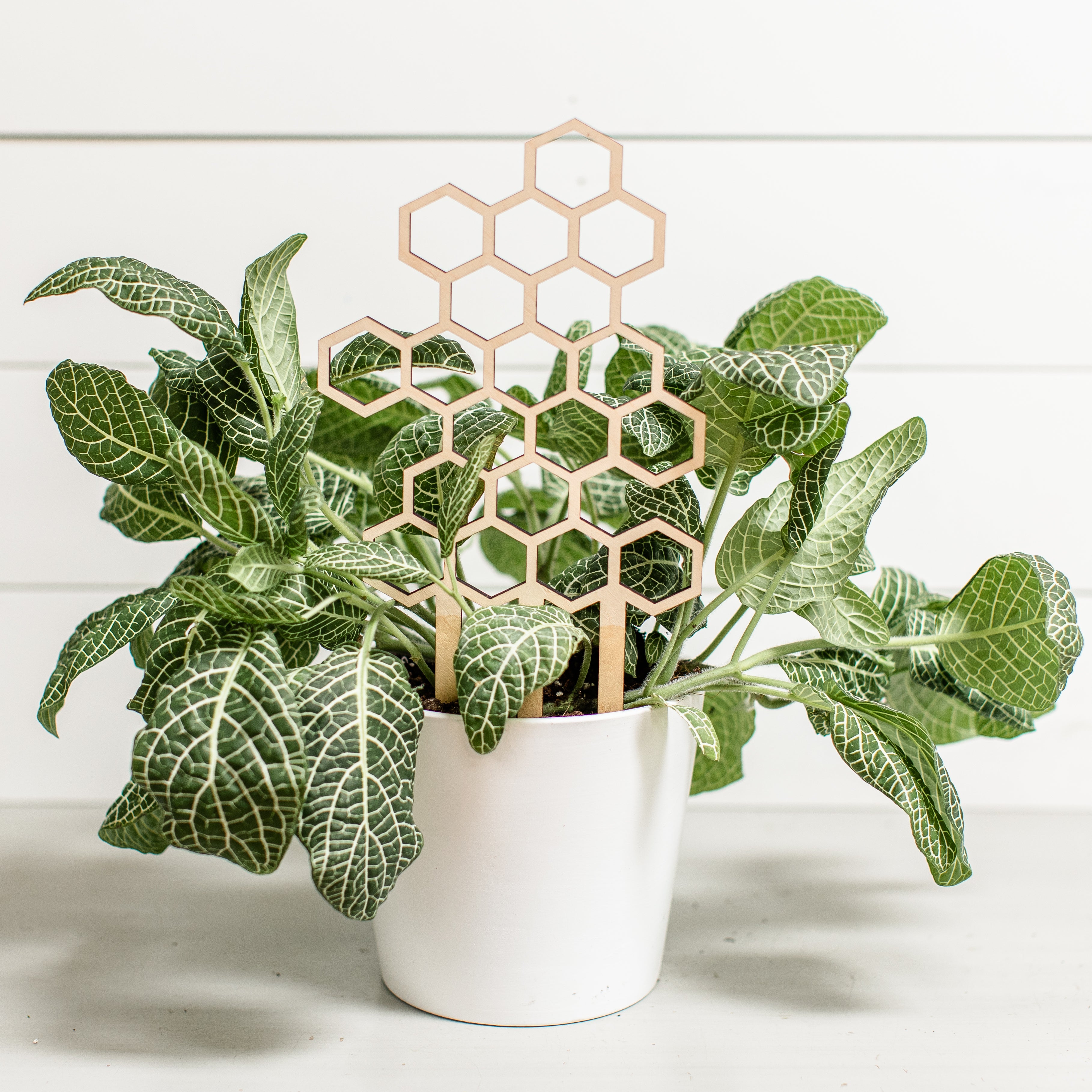 honeycomb trellis for indoor plants