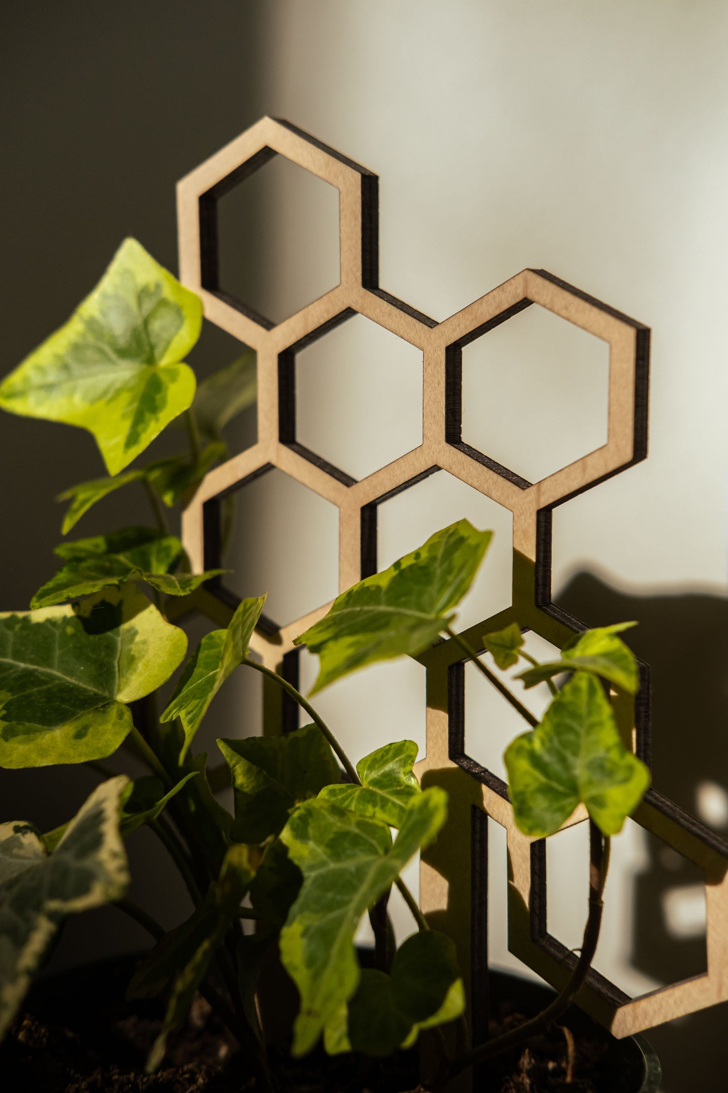 Small honeycomb plant trellis in an ivy plant