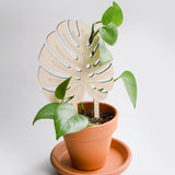 Monstera leaf indoor plant trellis for pots
