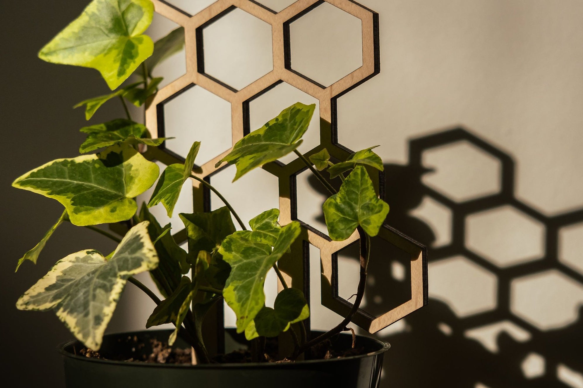 Small honeycomb plant trellis in an ivy plant