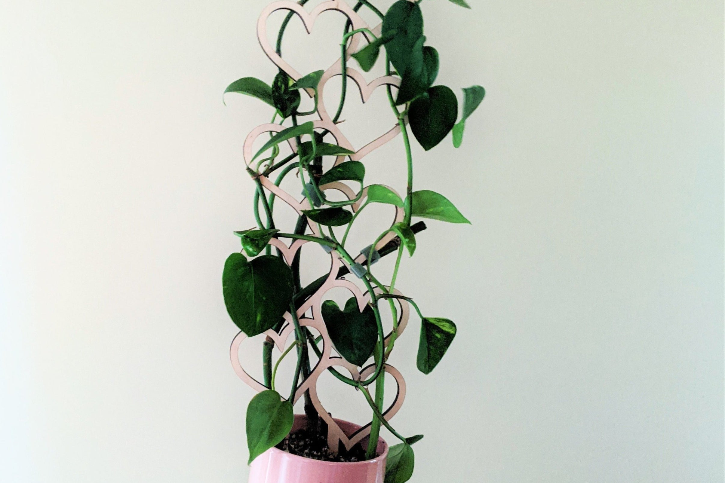 heart Indoor plant trellis for climbing plants in a pink pot