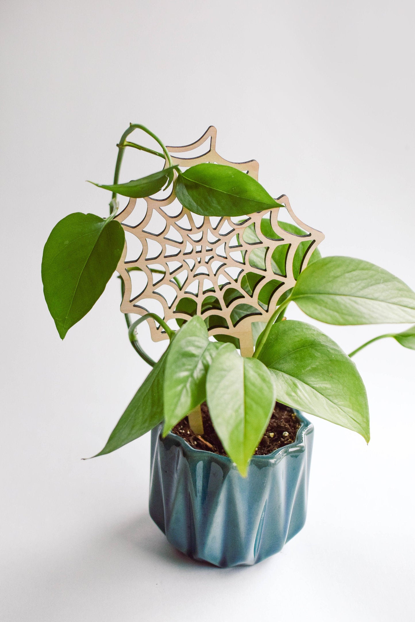 spiderweb indoor trellis for potted plants