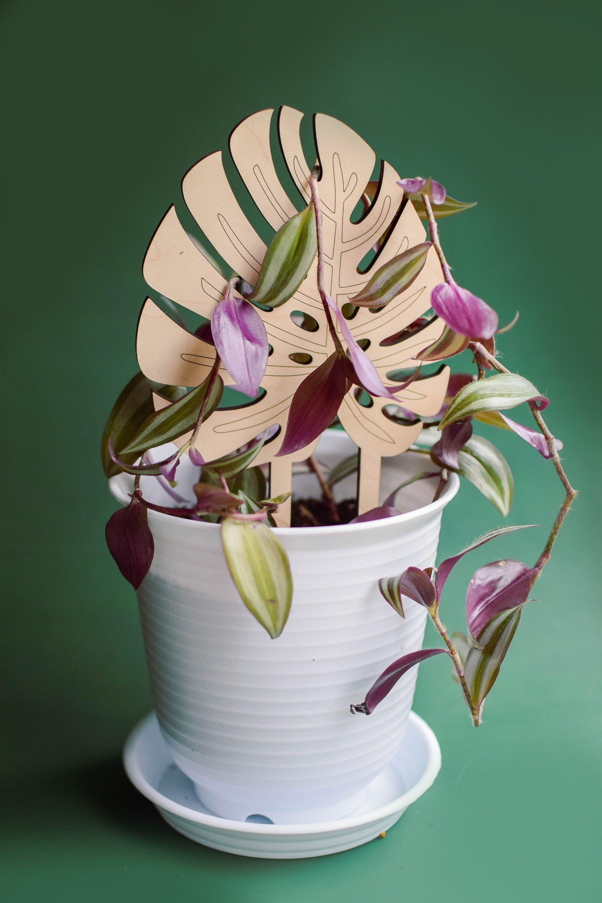 Monstera leaf indoor plant trellis for climbing plants