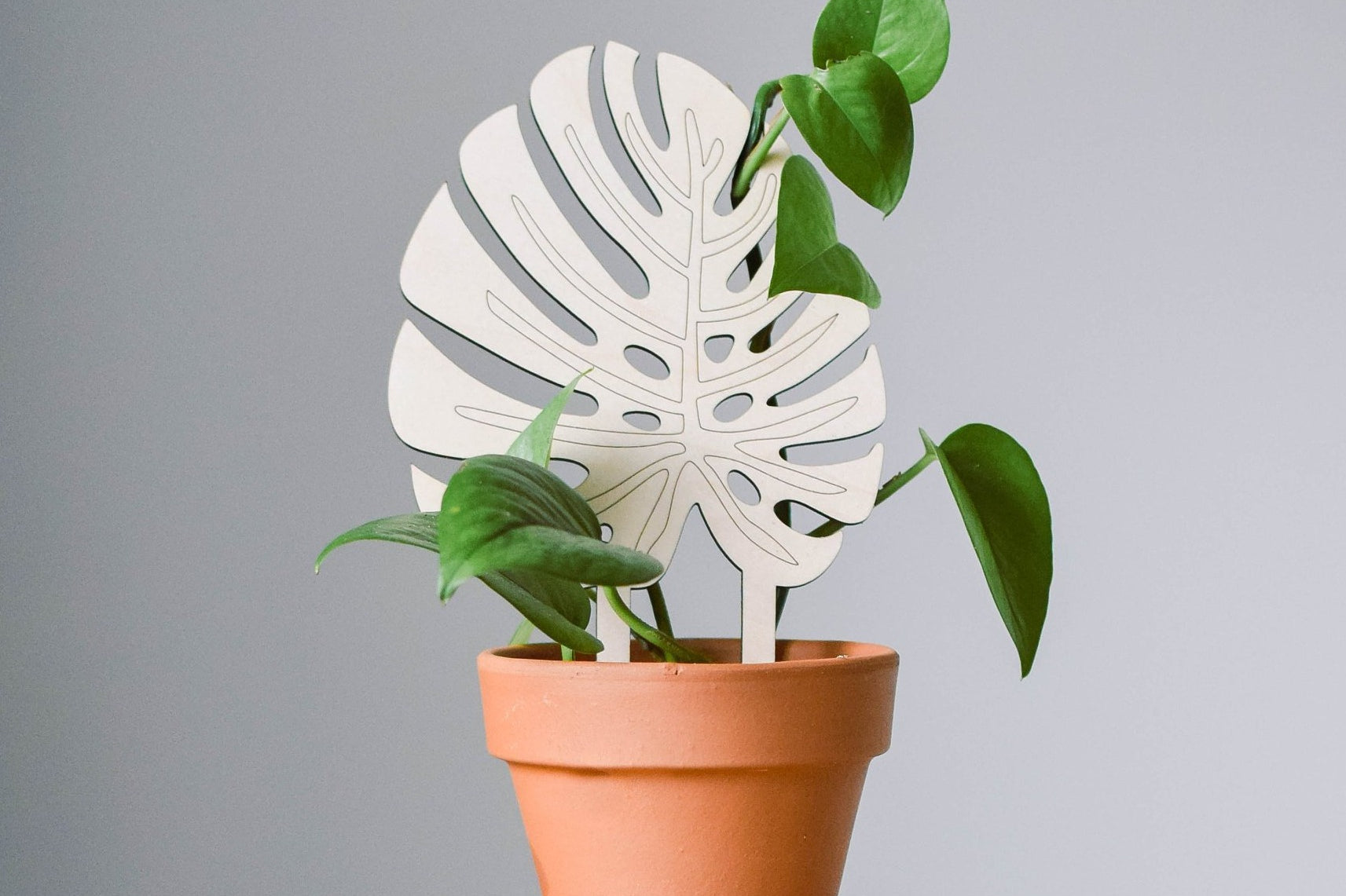 Monstera leaf indoor plant trellis for potted plants