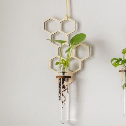 hanging propagation station with plant cuttings