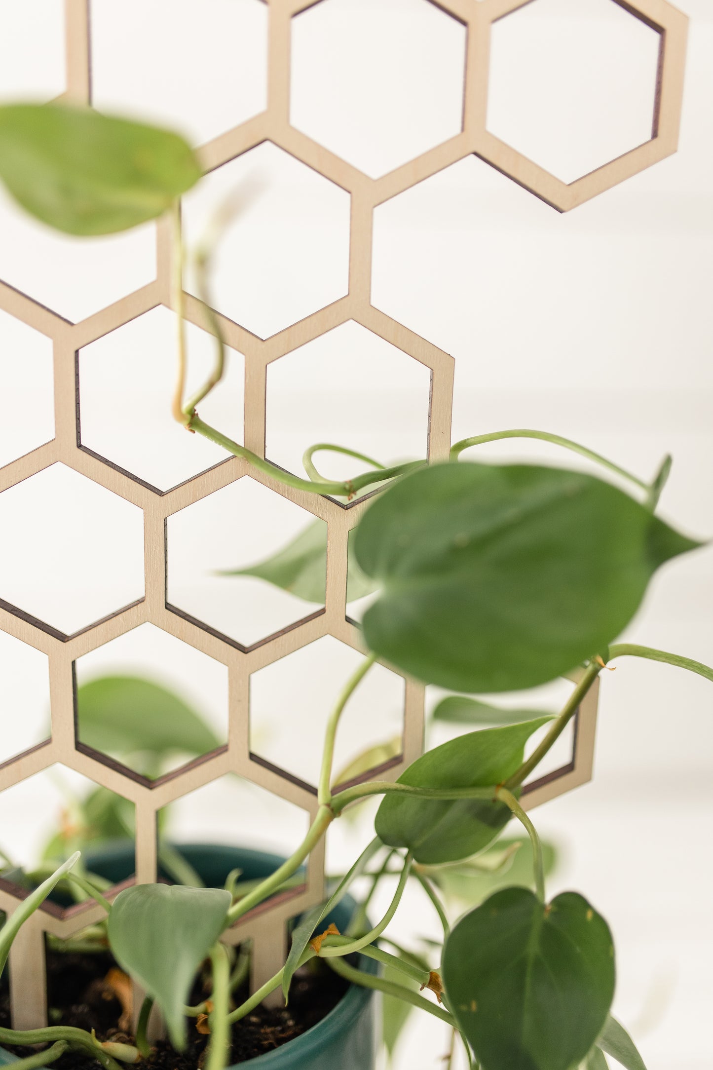 honeycomb trellis for climbing plants